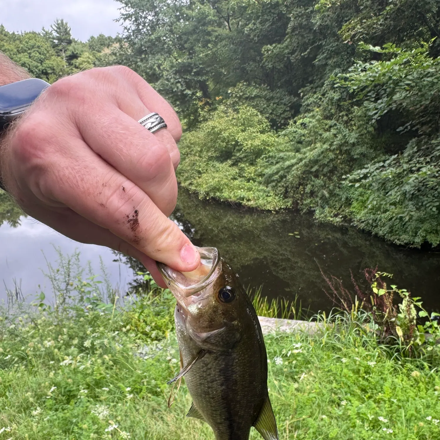 Largemouth bass caught on Fishbrain