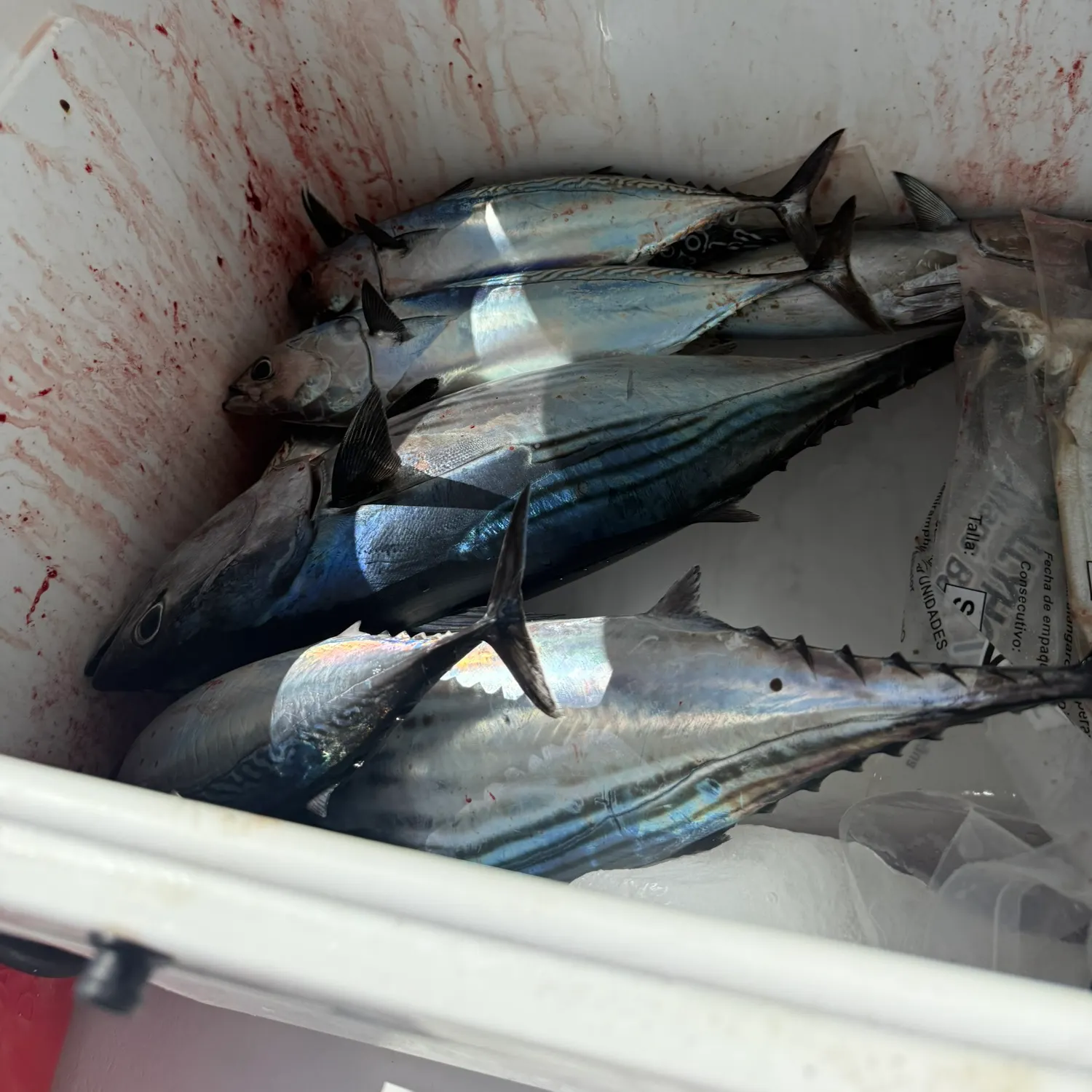 The most recent Eastern Pacific bonito catches on Fishbrain