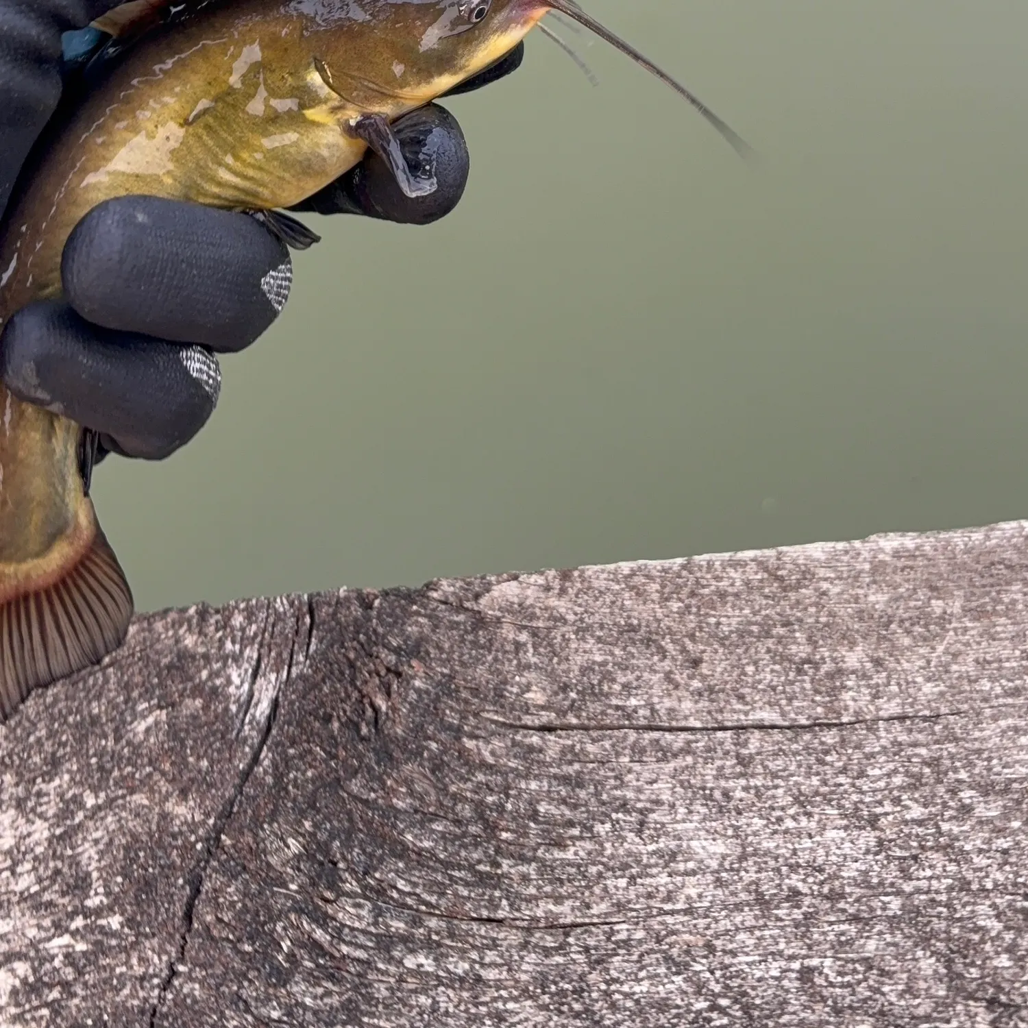 Black bullhead caught on Fishbrain