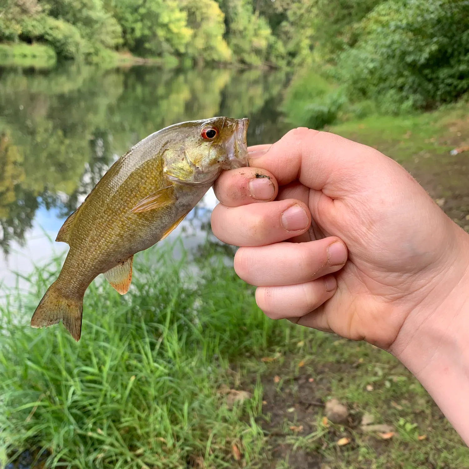 Smallmouth bass caught on Fishbrain