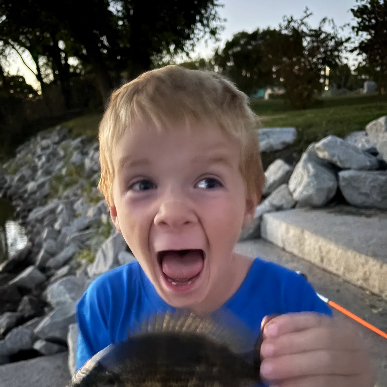 Rock bass caught on Fishbrain