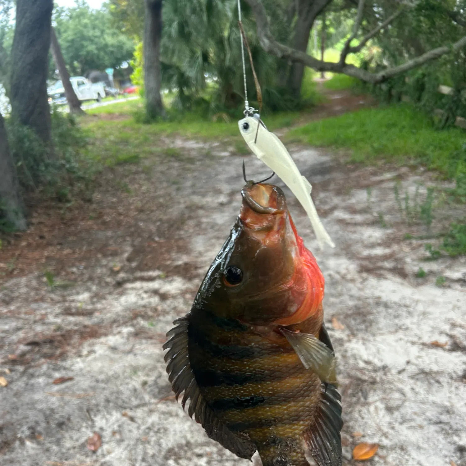 Mayan cichlid caught on Fishbrain