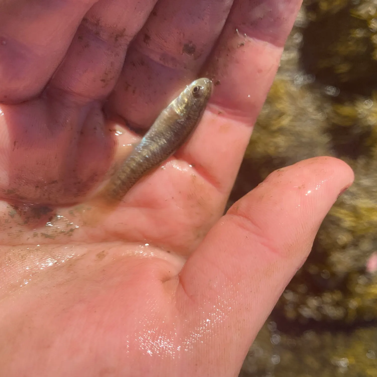Mummichog caught on Fishbrain
