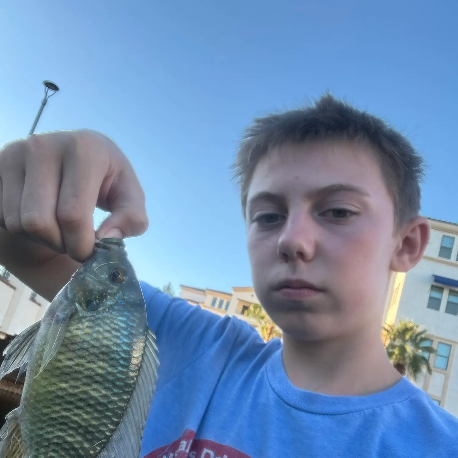 Nile tilapia caught on Fishbrain