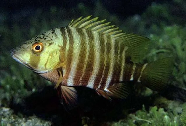 Mexican barred snapper