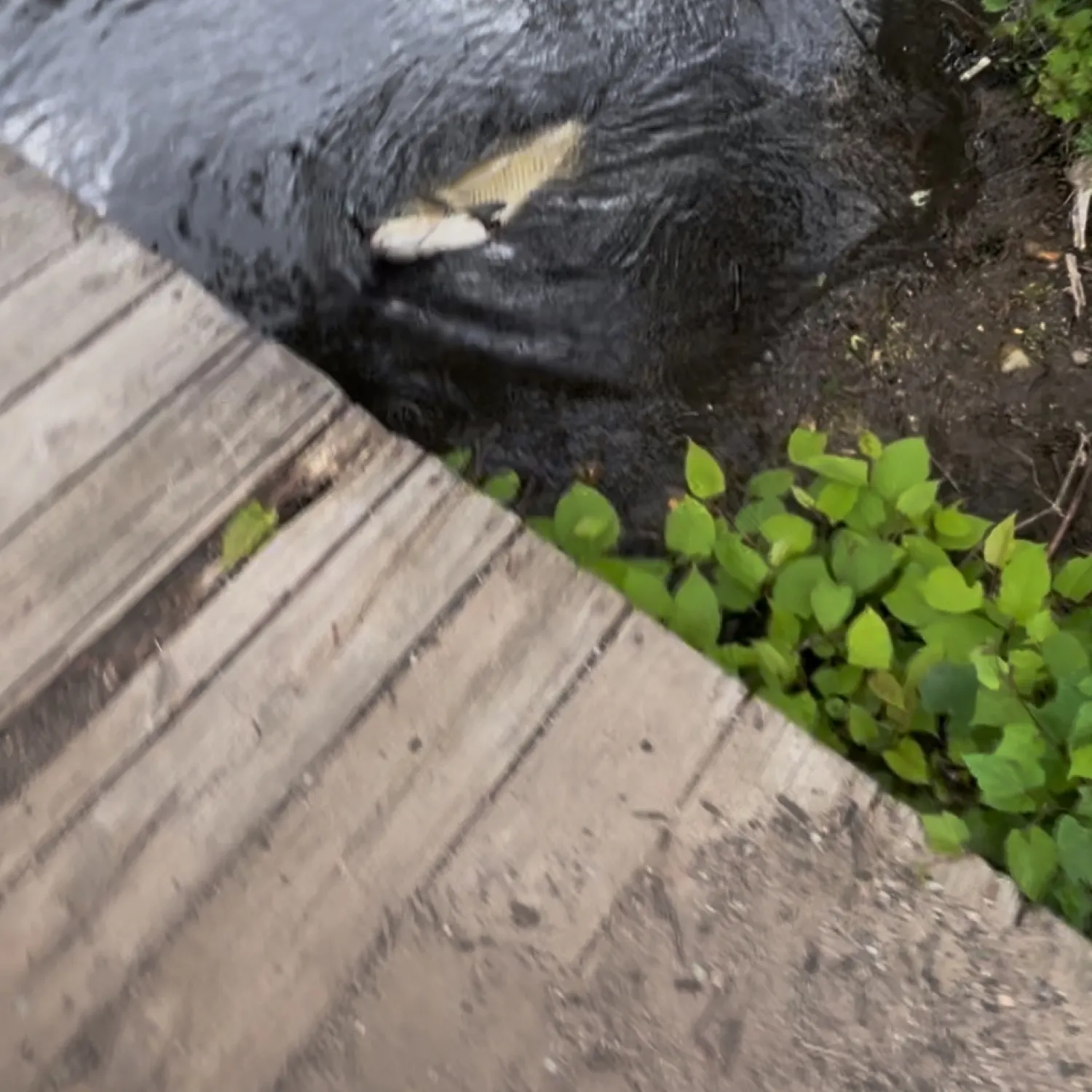 The most recent Black carp catches on Fishbrain
