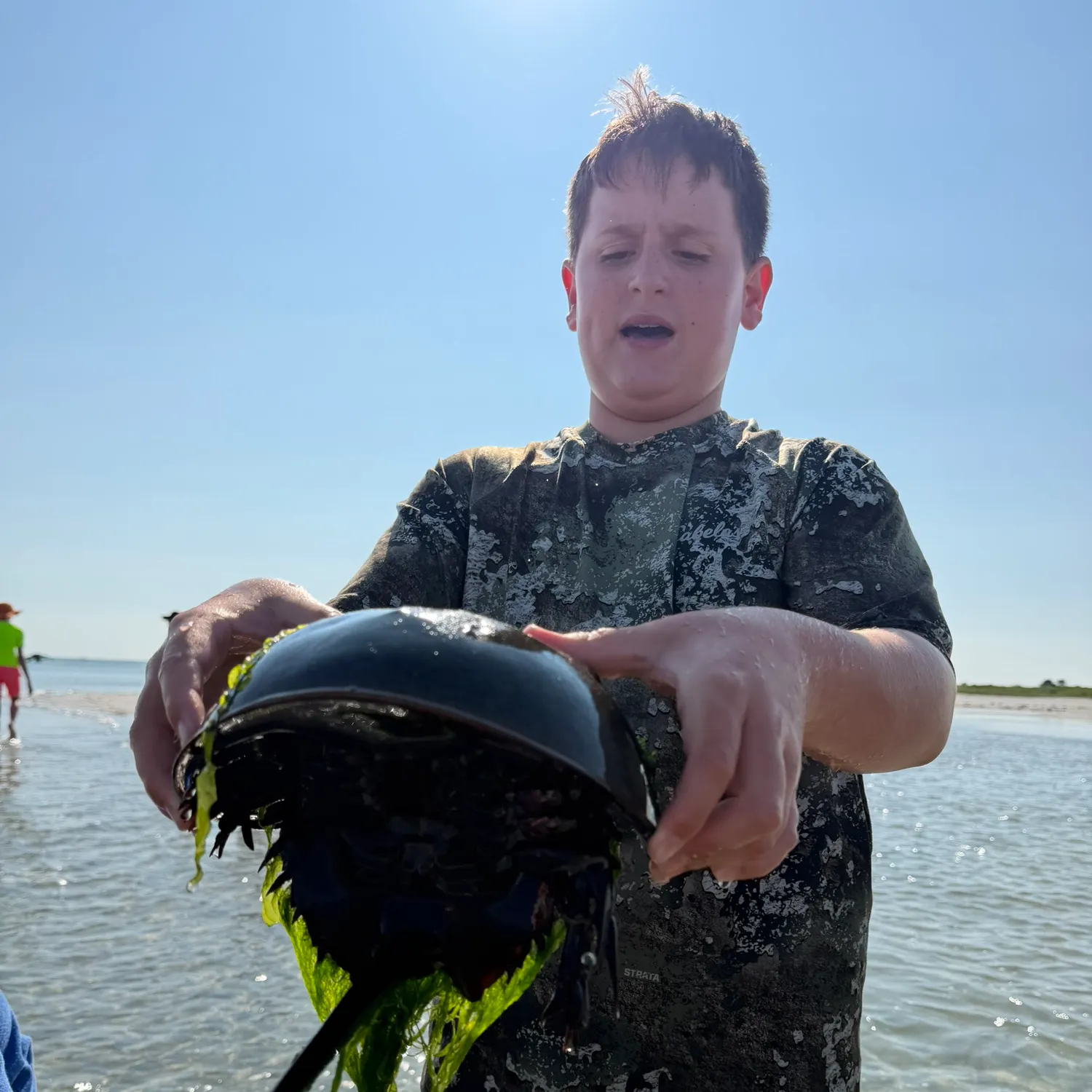 Atlantic horseshoe crab caught on Fishbrain