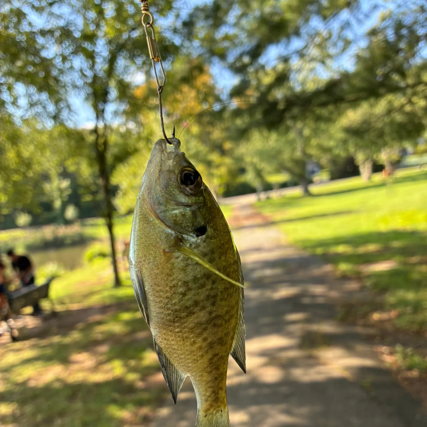 Bluegill caught on Fishbrain