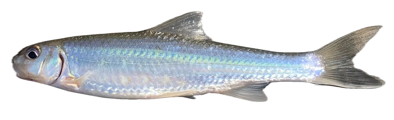 Silver chub