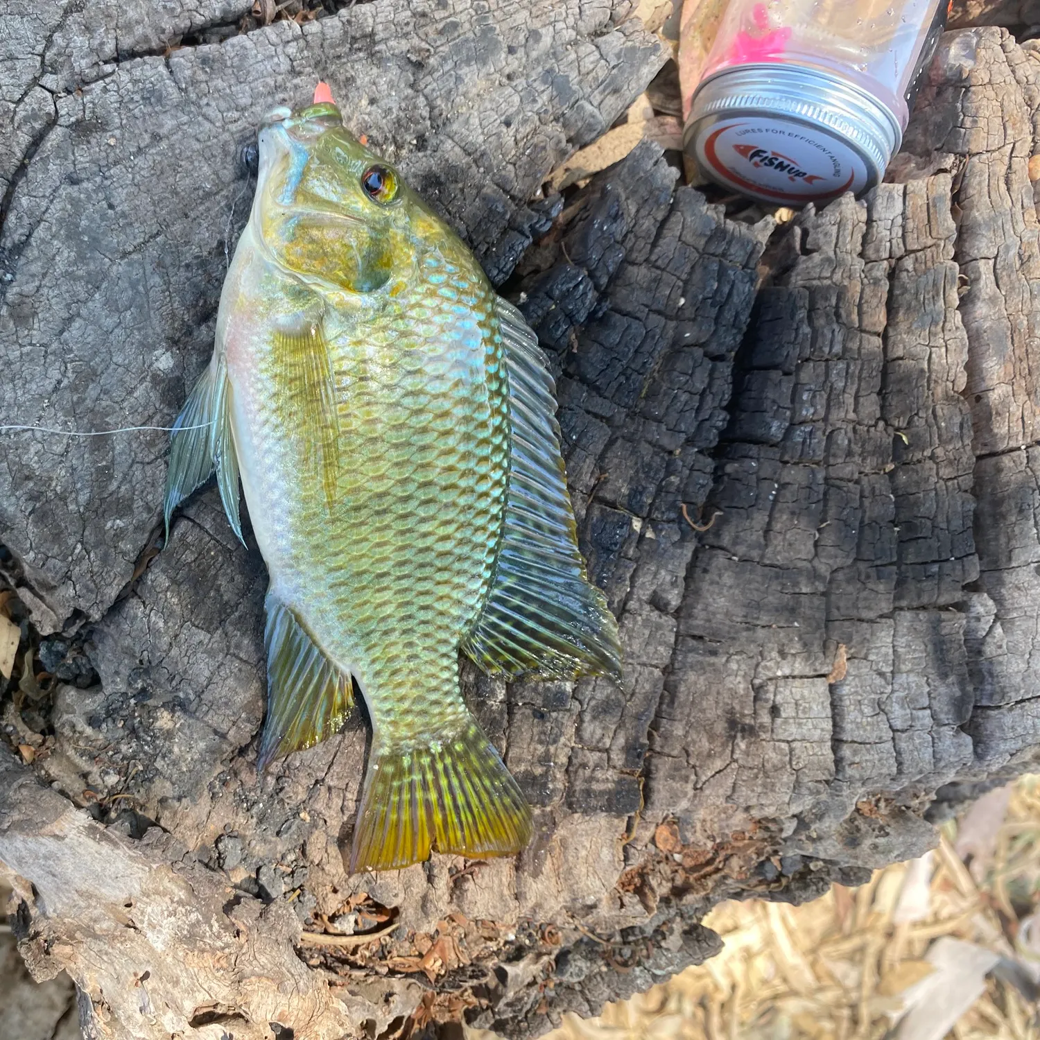 Blue tilapia caught on Fishbrain