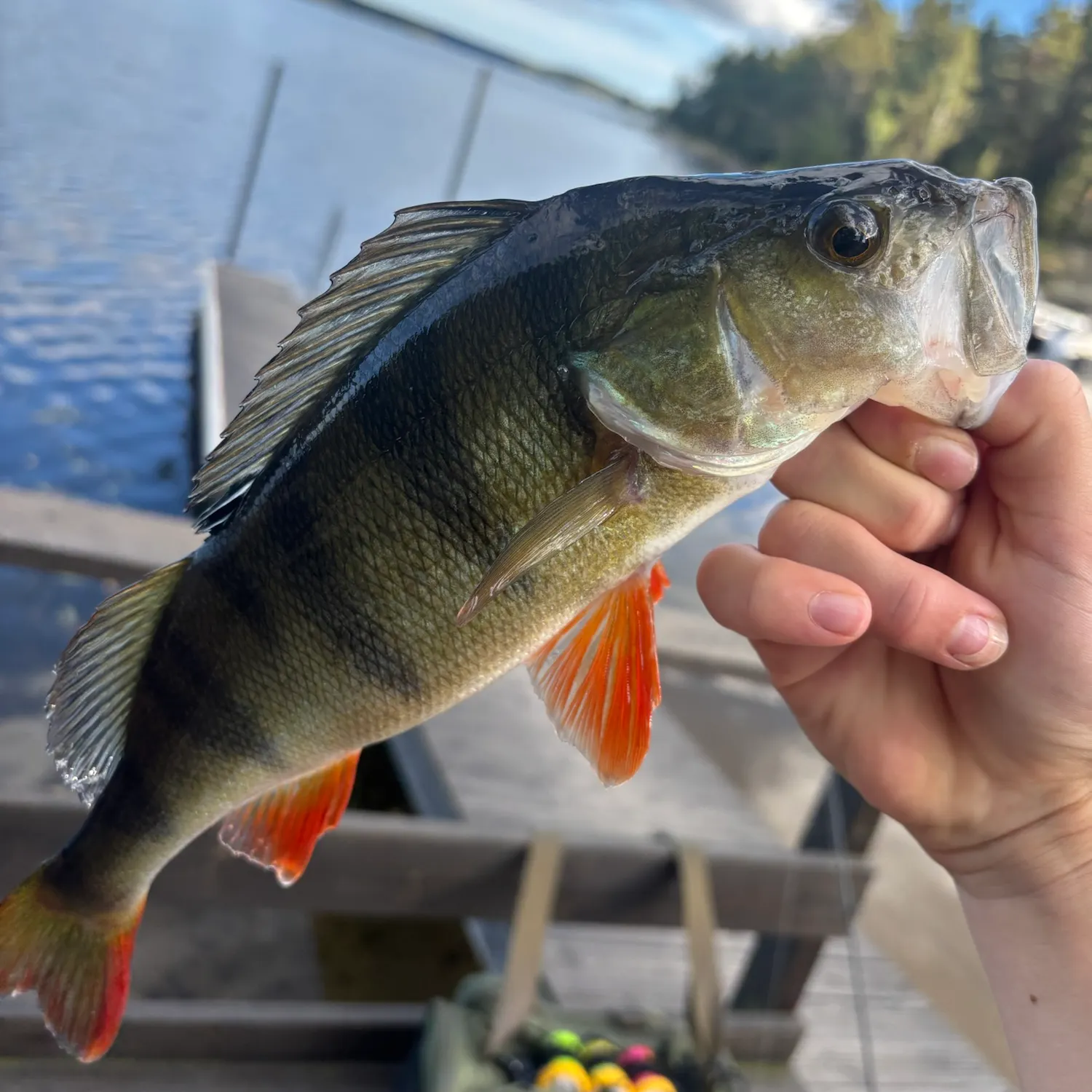 European perch caught on Fishbrain