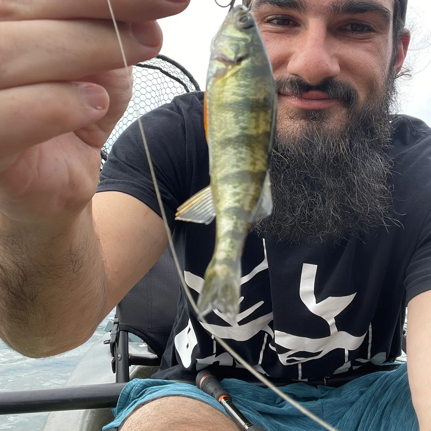Yellow perch caught on Fishbrain