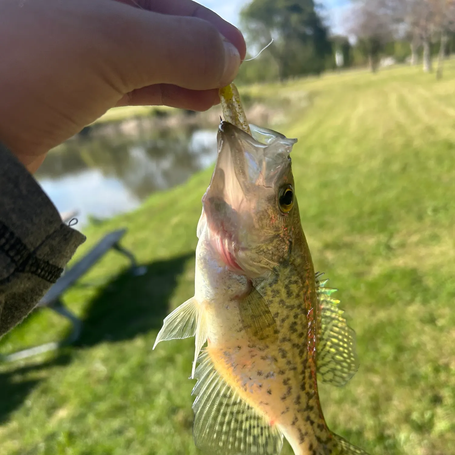 Black crappie caught on Fishbrain