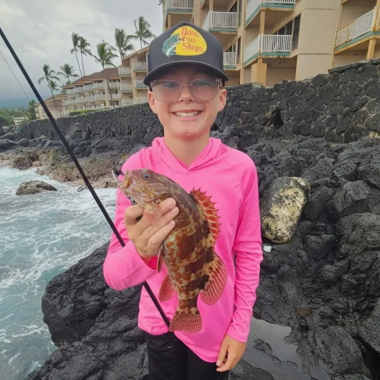 The most recent Stocky hawkfish catches on Fishbrain
