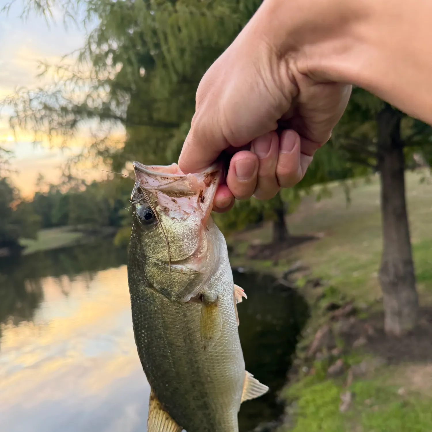 Largemouth bass caught on Fishbrain