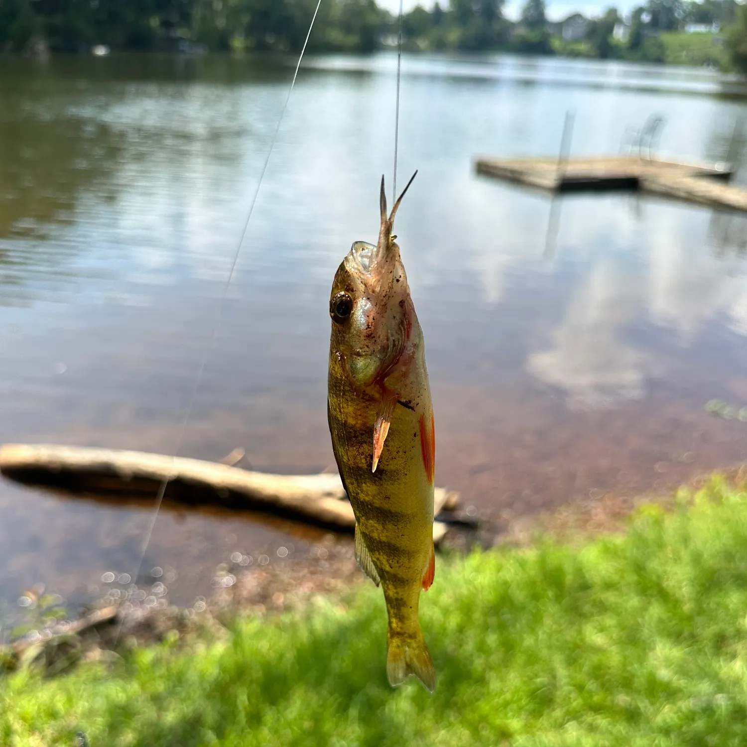 Yellow perch caught on Fishbrain