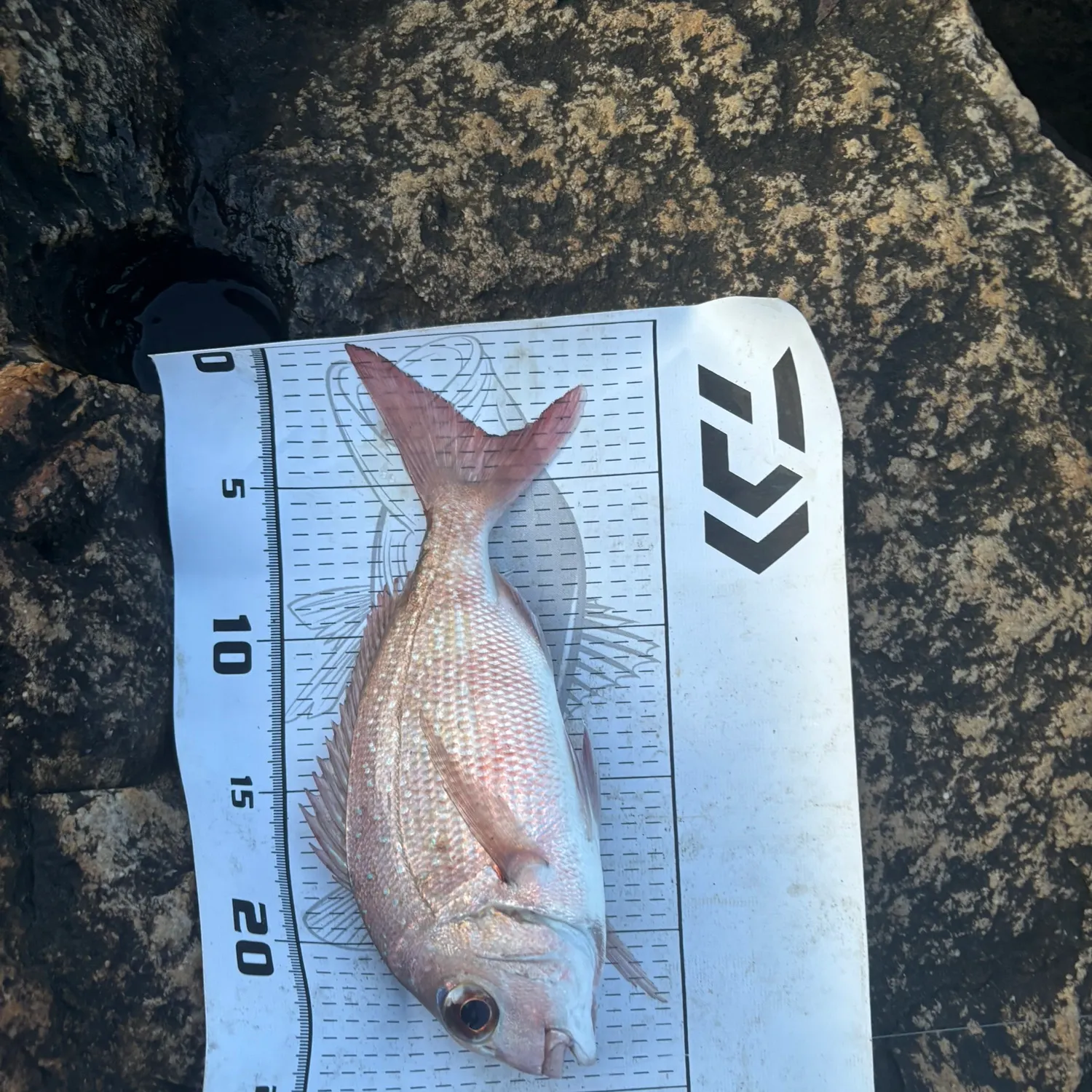 Australasian snapper caught on Fishbrain