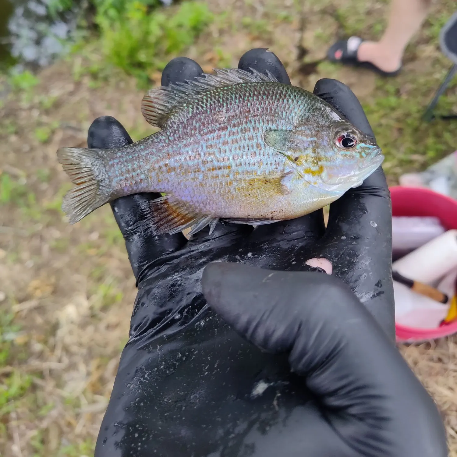 The most recent Orangespotted sunfish catches on Fishbrain