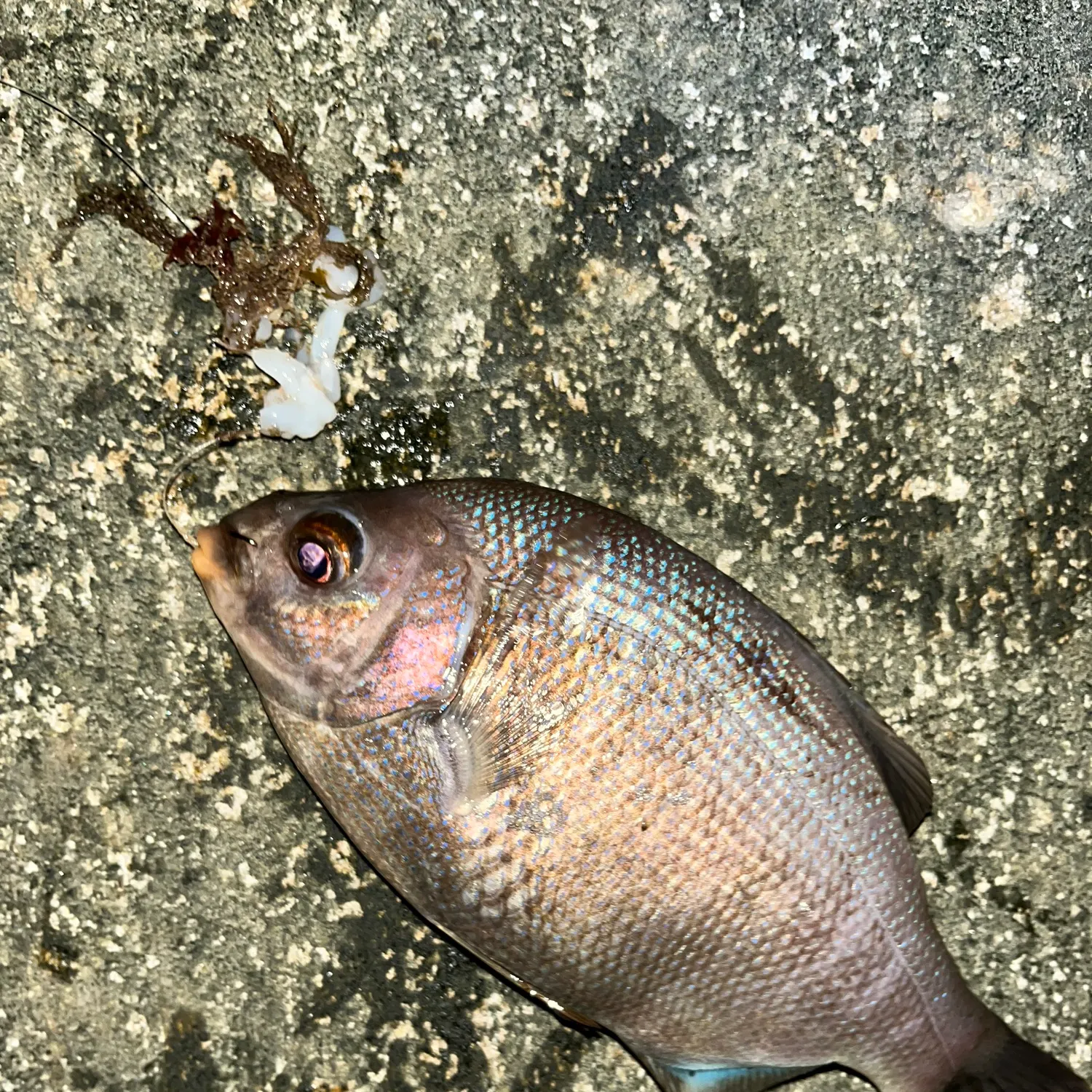 The most recent Black perch catches on Fishbrain