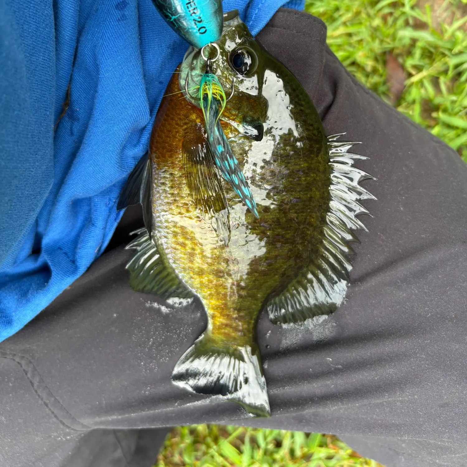 Bluegill caught on Fishbrain