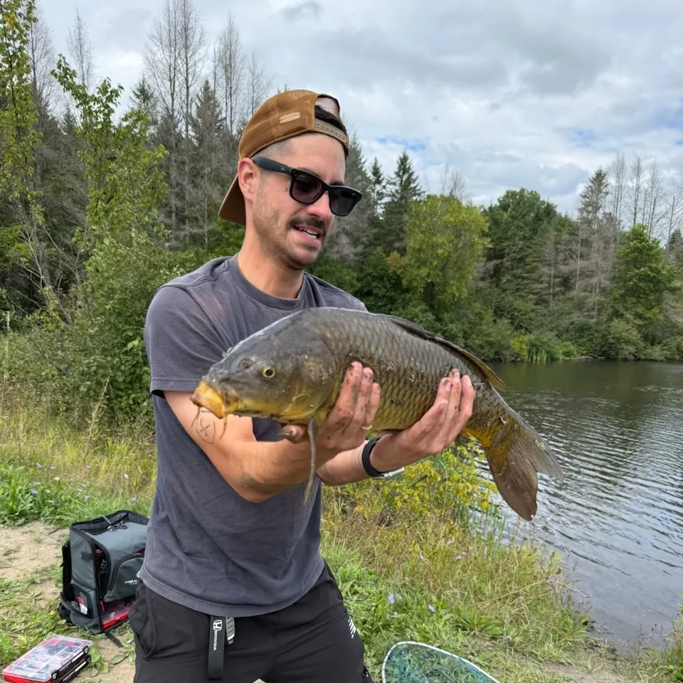 Common carp caught on Fishbrain