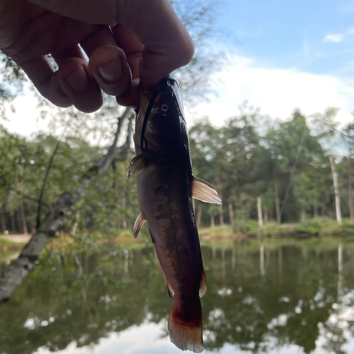 Brown bullhead caught on Fishbrain