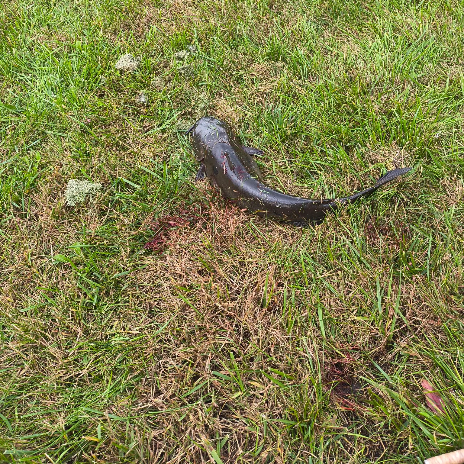 Fish caught on Fishbrain