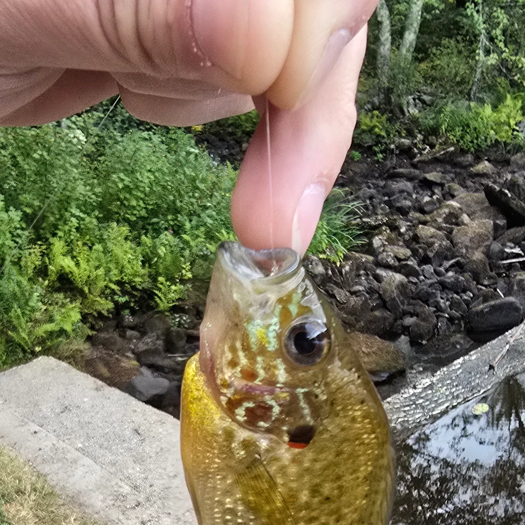 Pumpkinseed caught on Fishbrain