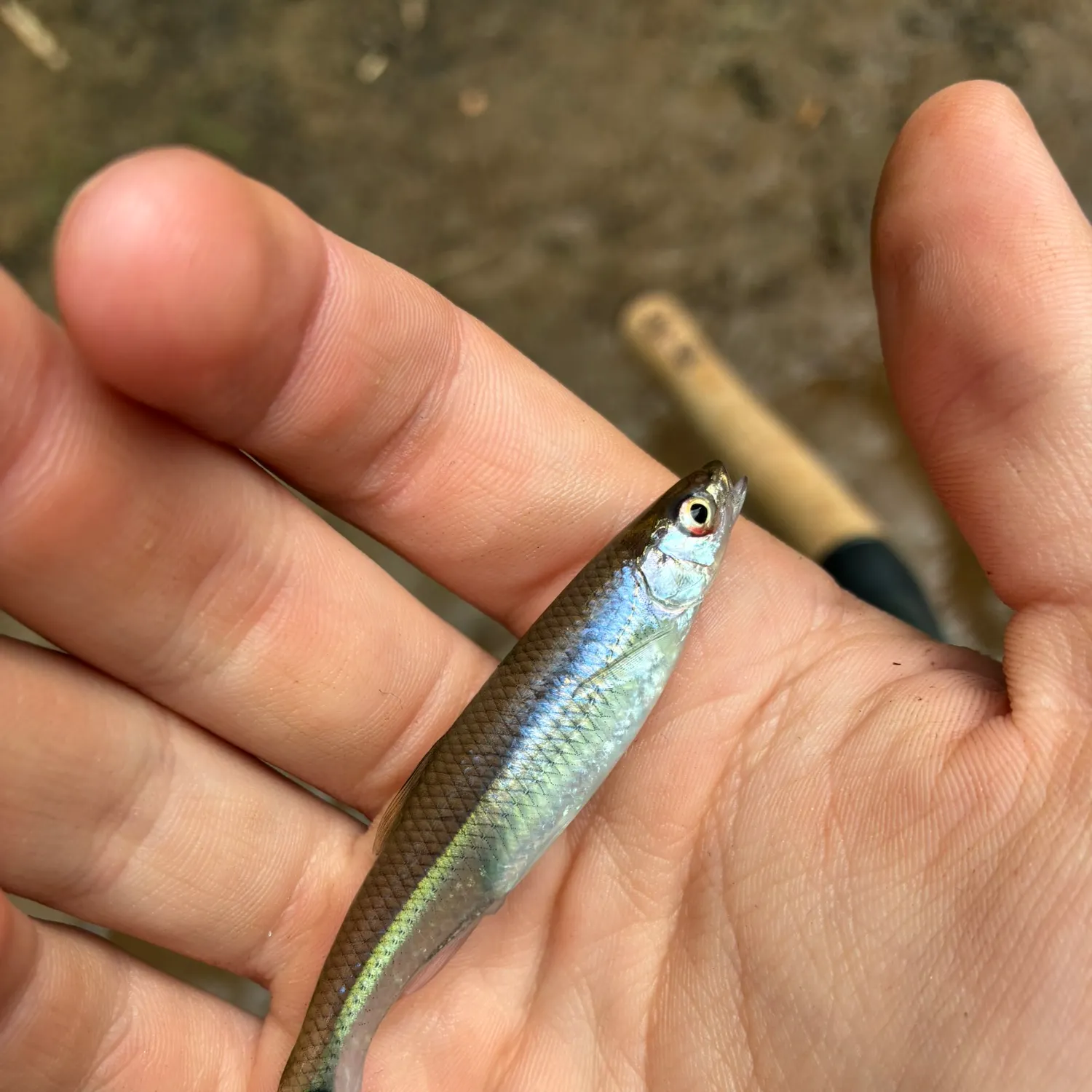The most recent Apalachicola blacktail shiner catches on Fishbrain