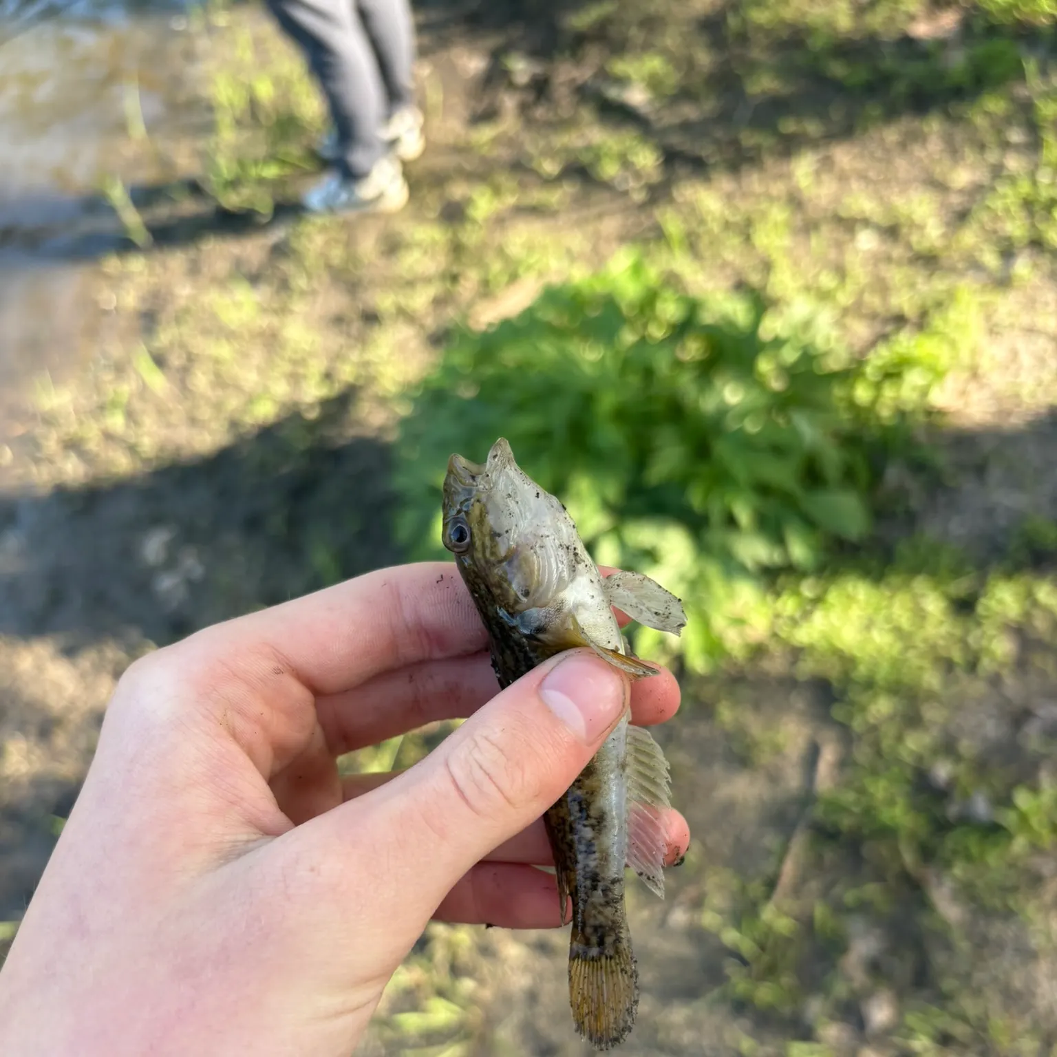 The most recent Round goby catches on Fishbrain