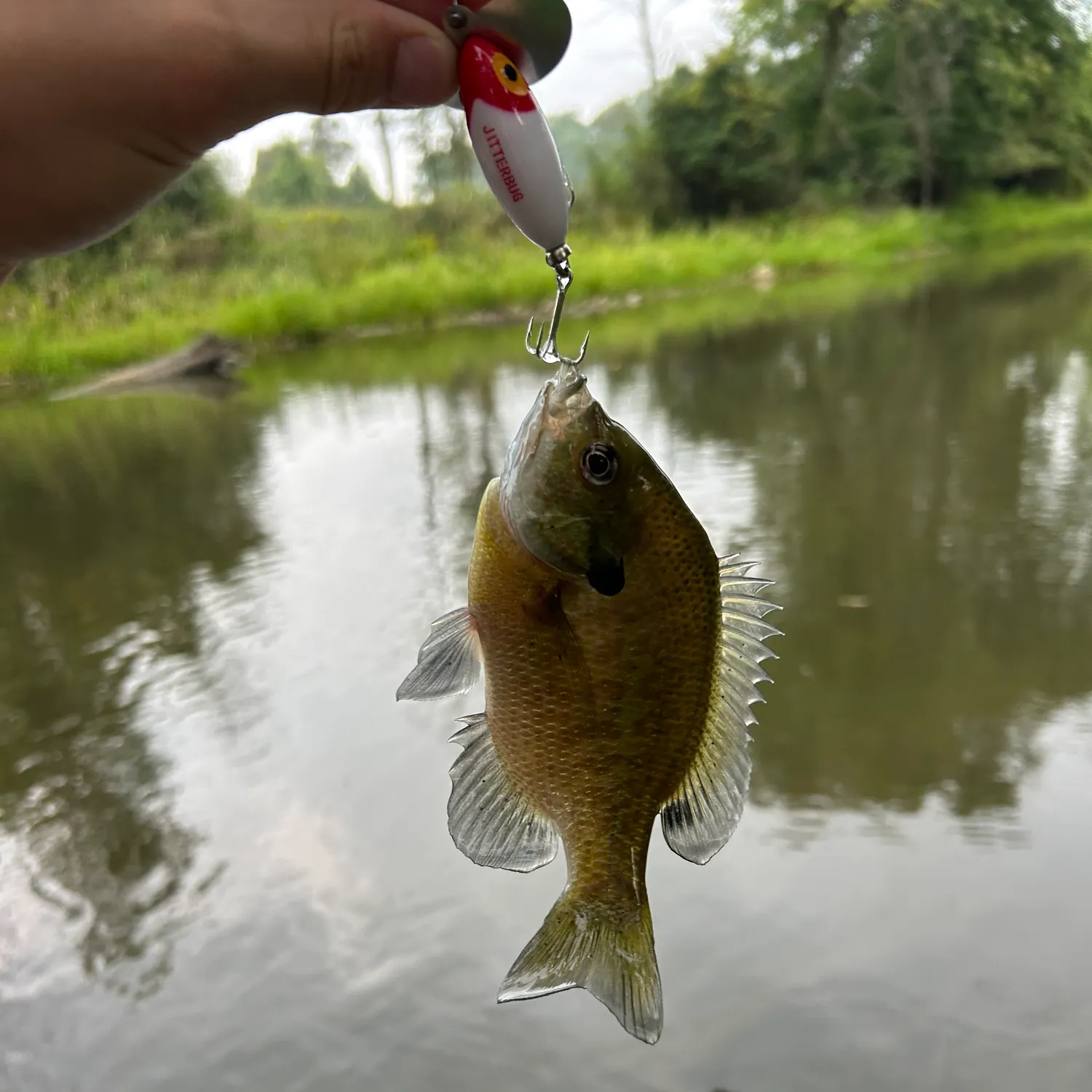 Bluegill caught on Fishbrain
