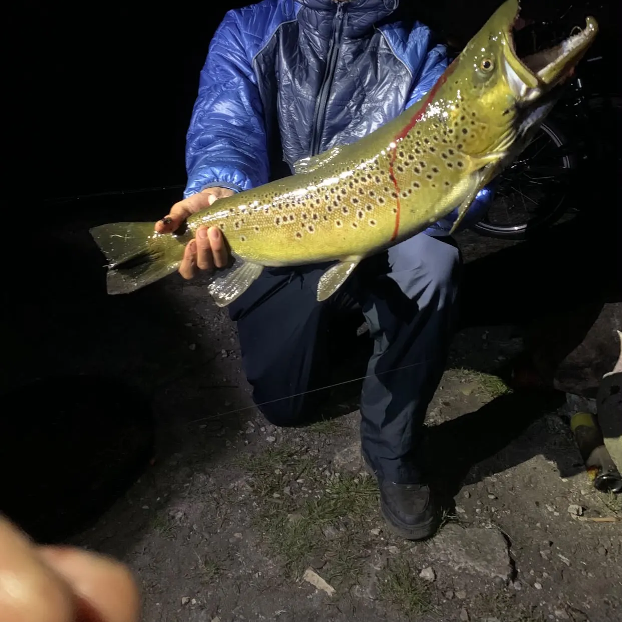Brown trout caught on Fishbrain