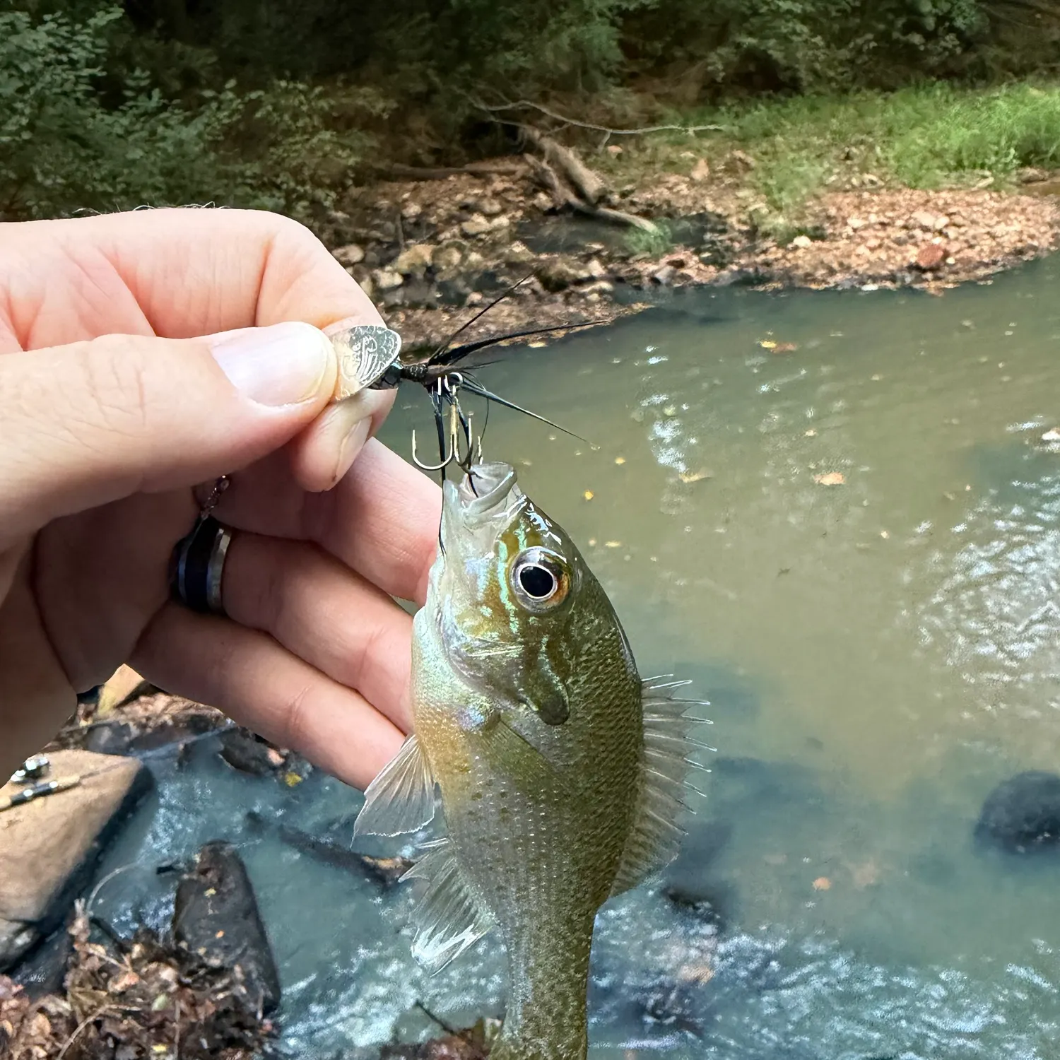 The most recent Redbreast sunfish catches on Fishbrain