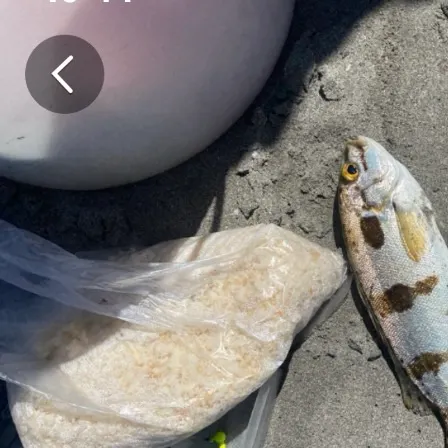 The most recent Striped whiptail catches on Fishbrain