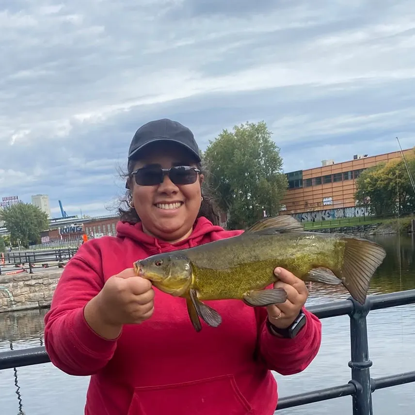 Tench caught on Fishbrain
