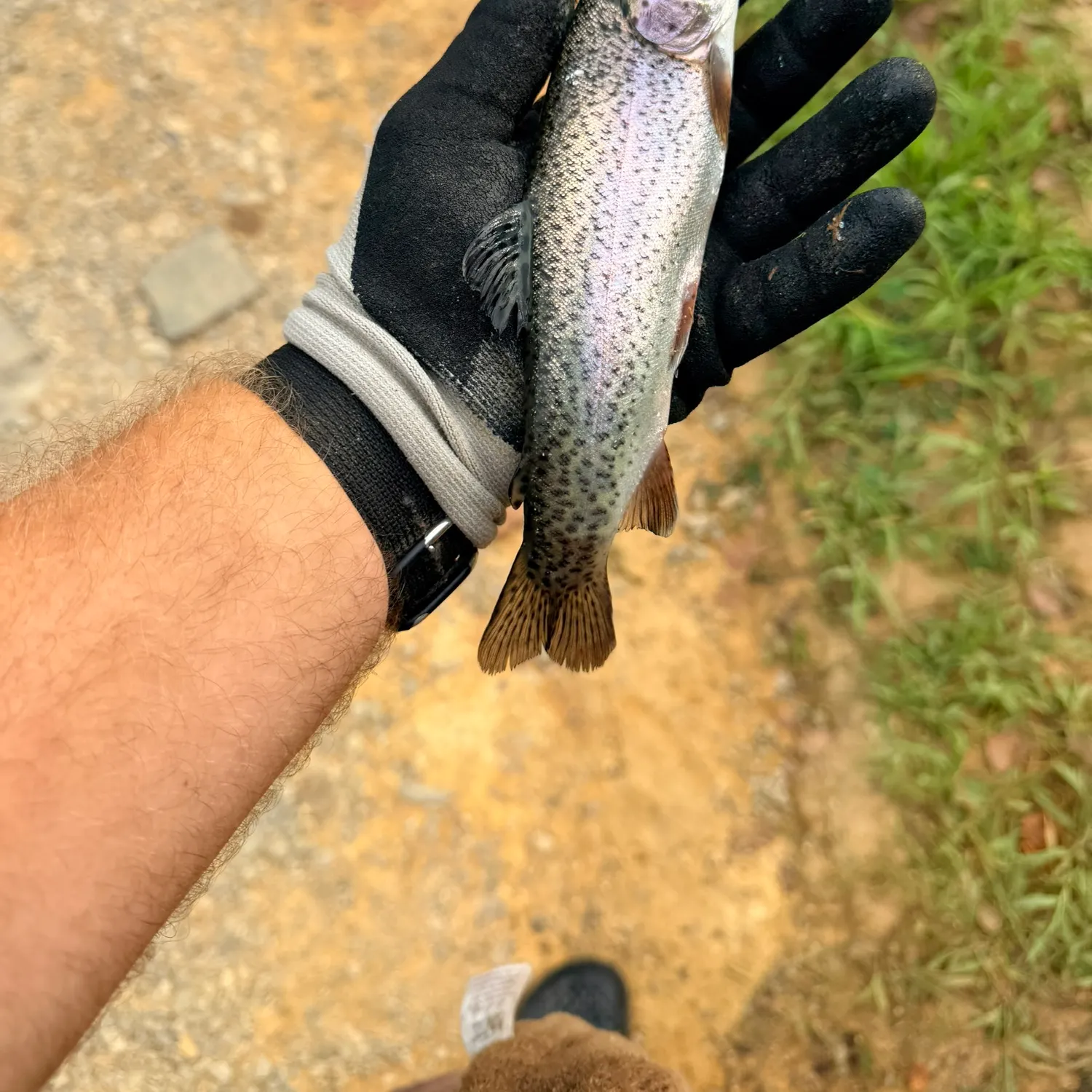 Rainbow trout caught on Fishbrain