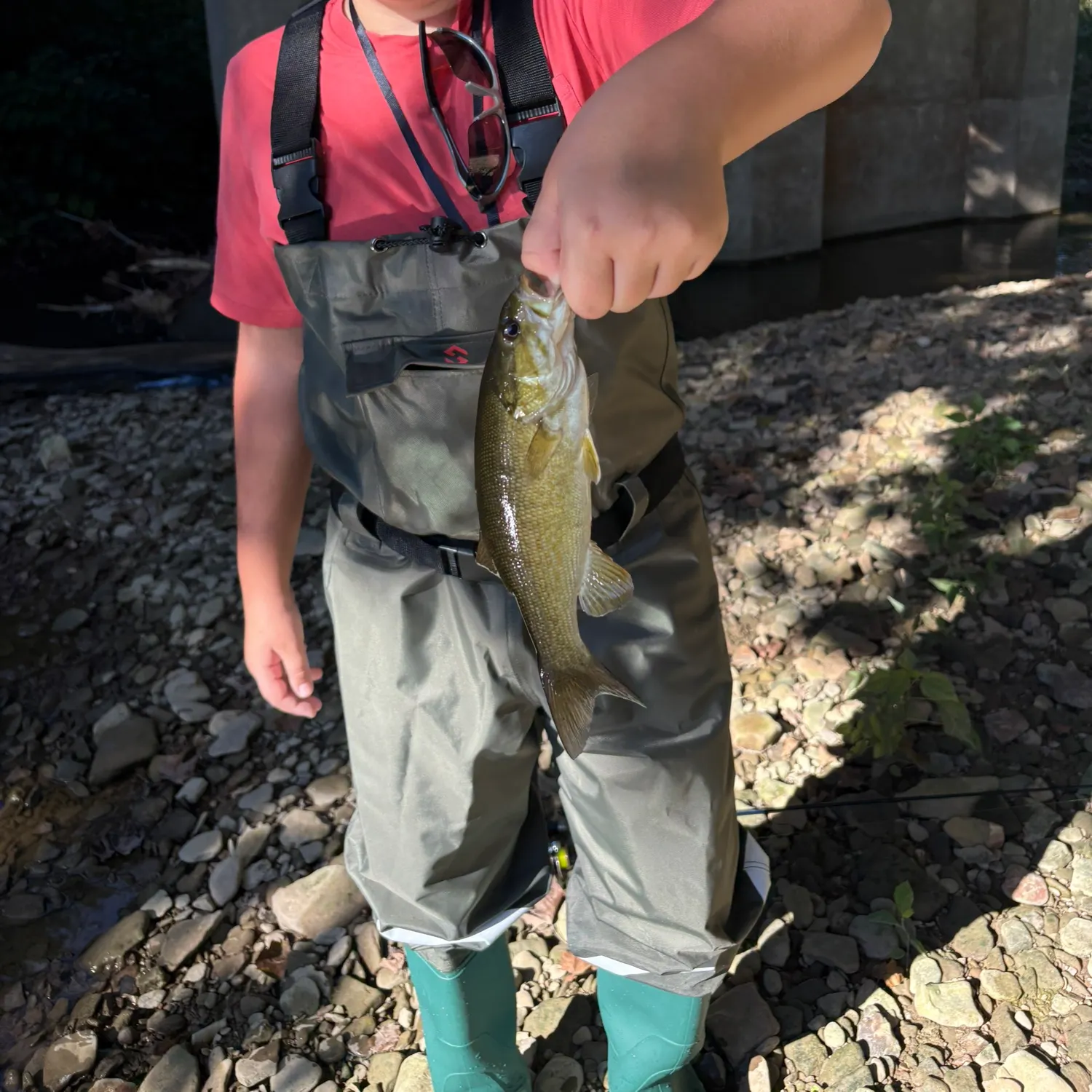 Smallmouth bass caught on Fishbrain