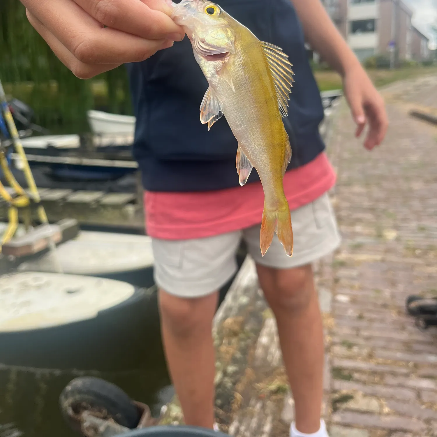 European perch caught on Fishbrain