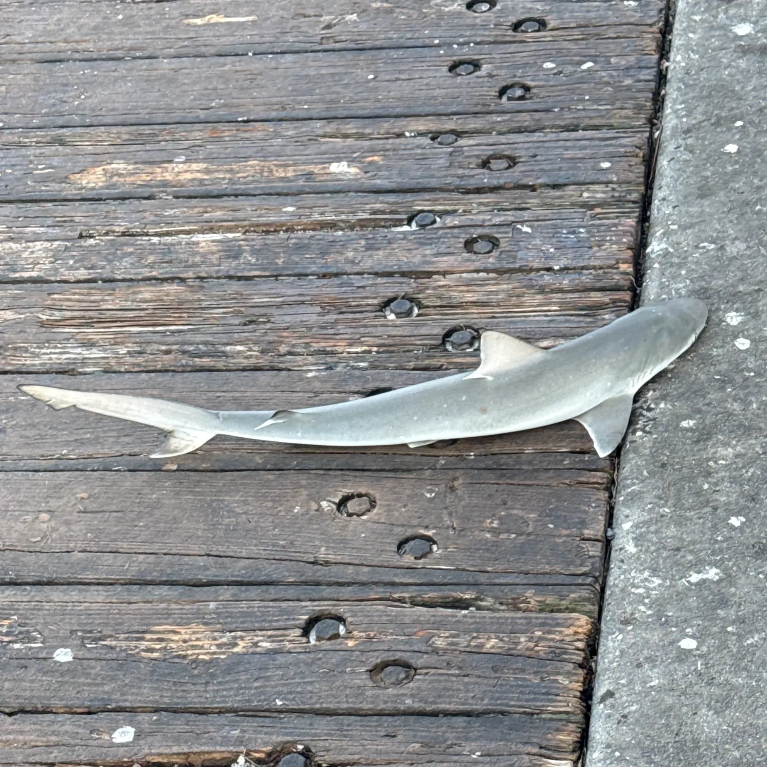 The most recent Bull shark catches on Fishbrain