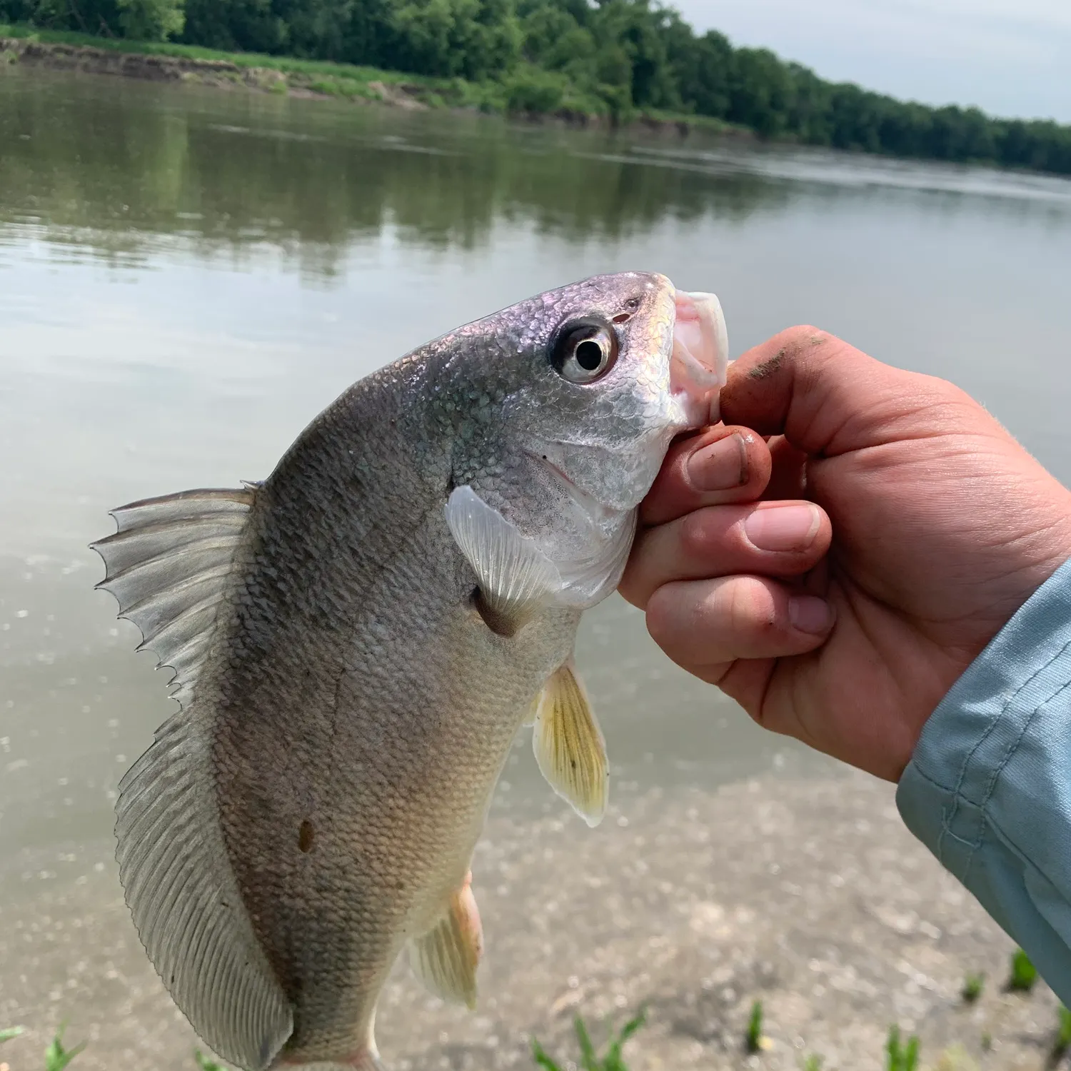The most recent Freshwater drum catches on Fishbrain