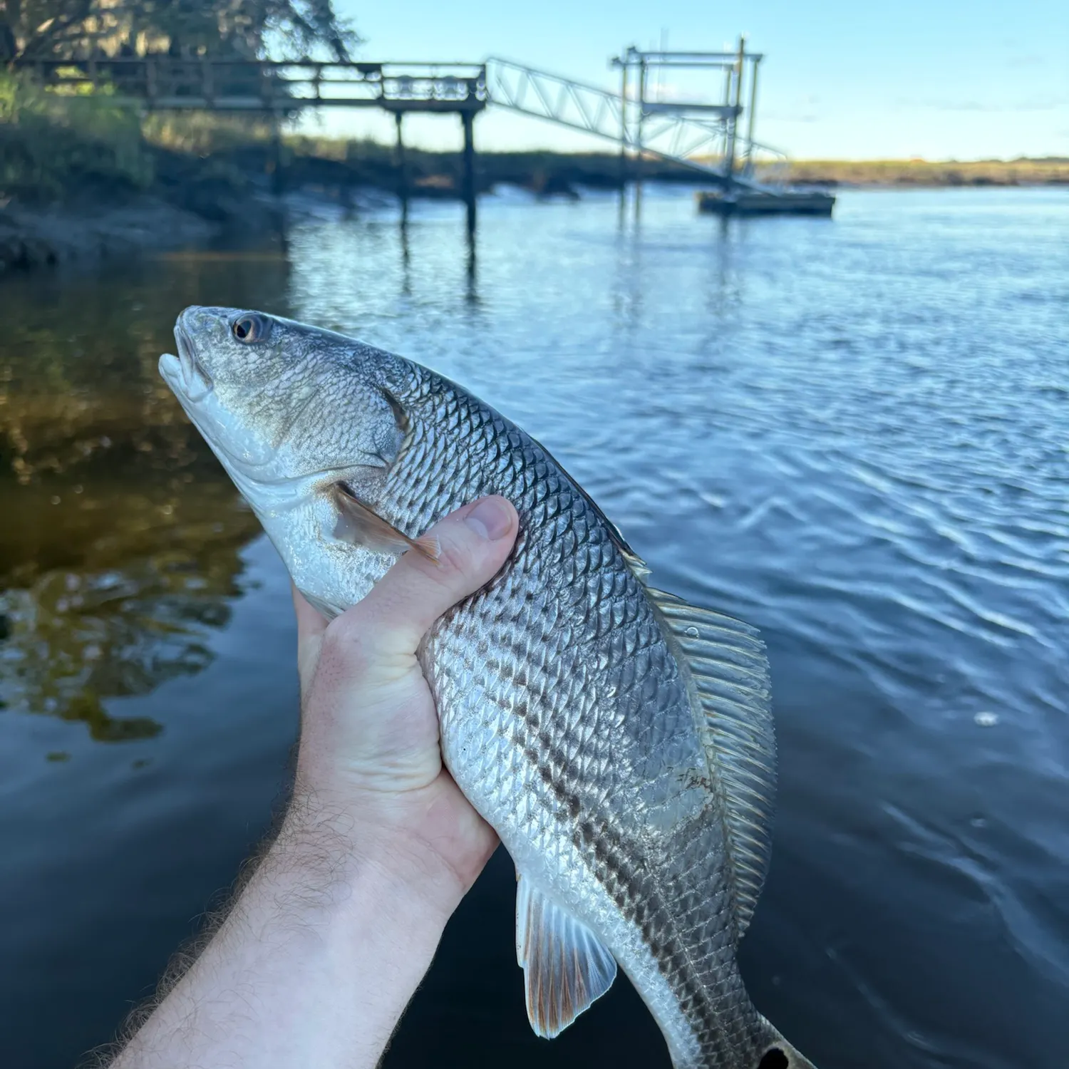 Red drum caught on Fishbrain