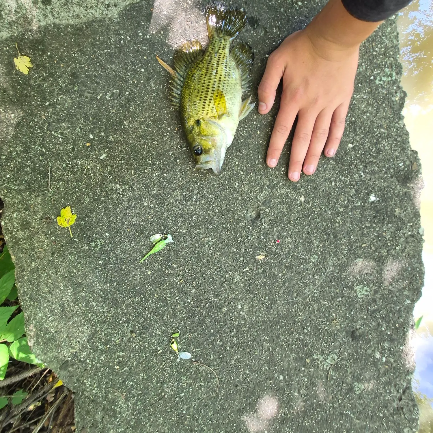 Rock bass caught on Fishbrain