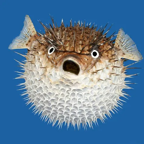 The most recent Lookdown catches on Fishbrain
