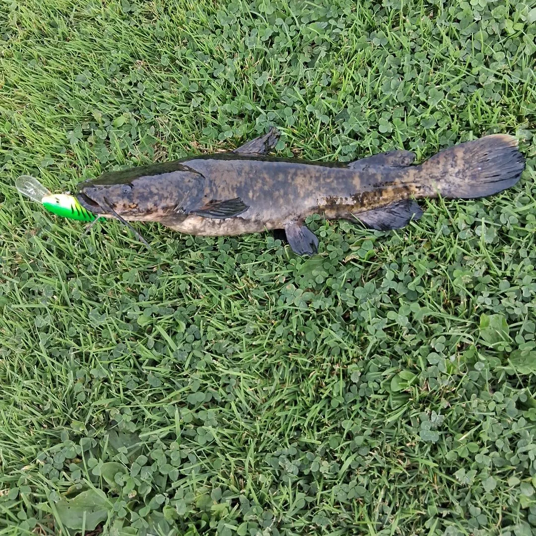 The most recent Flathead catfish catches on Fishbrain