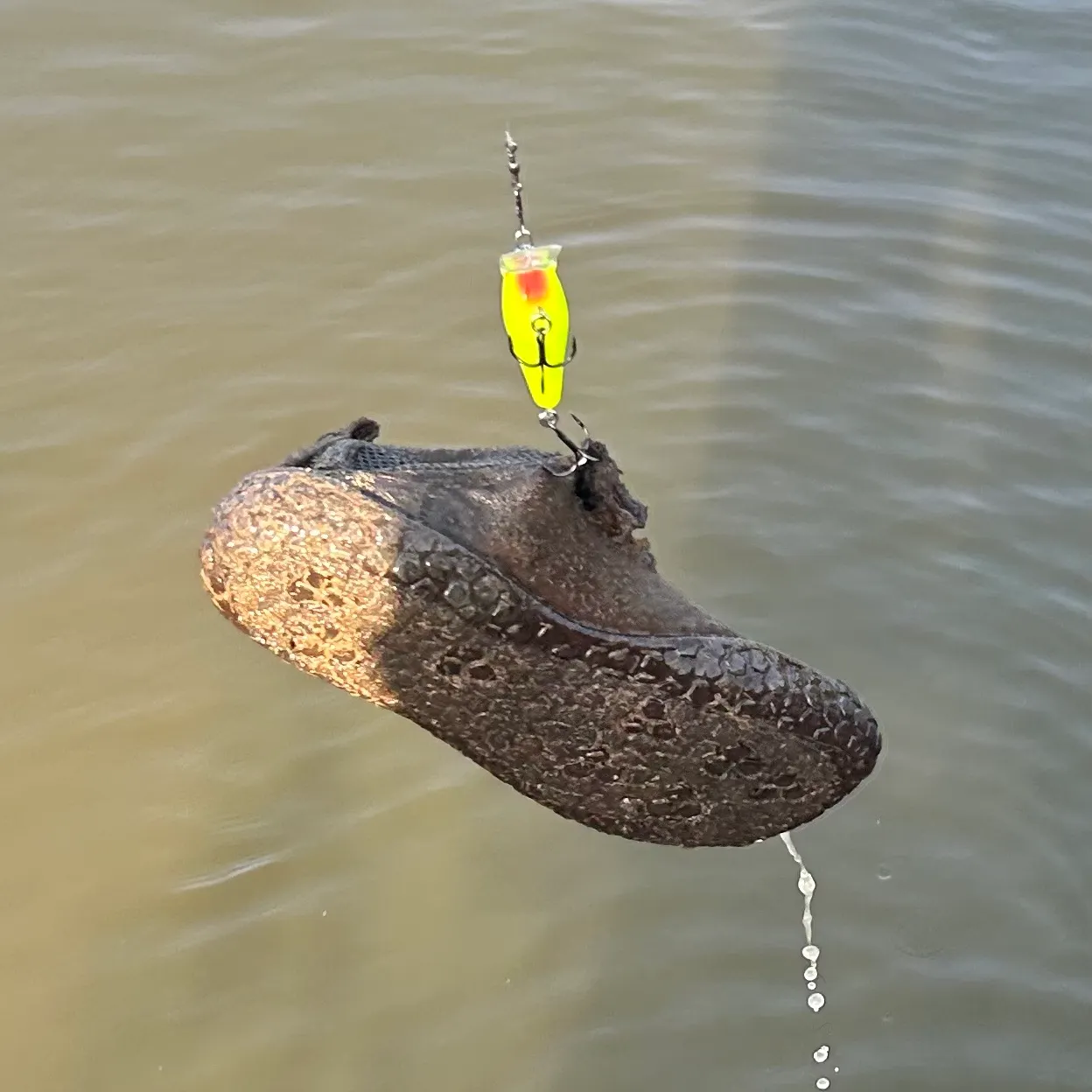 Fish caught on Fishbrain