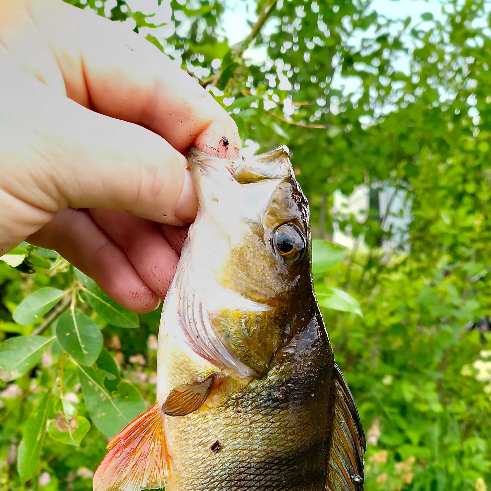 catch