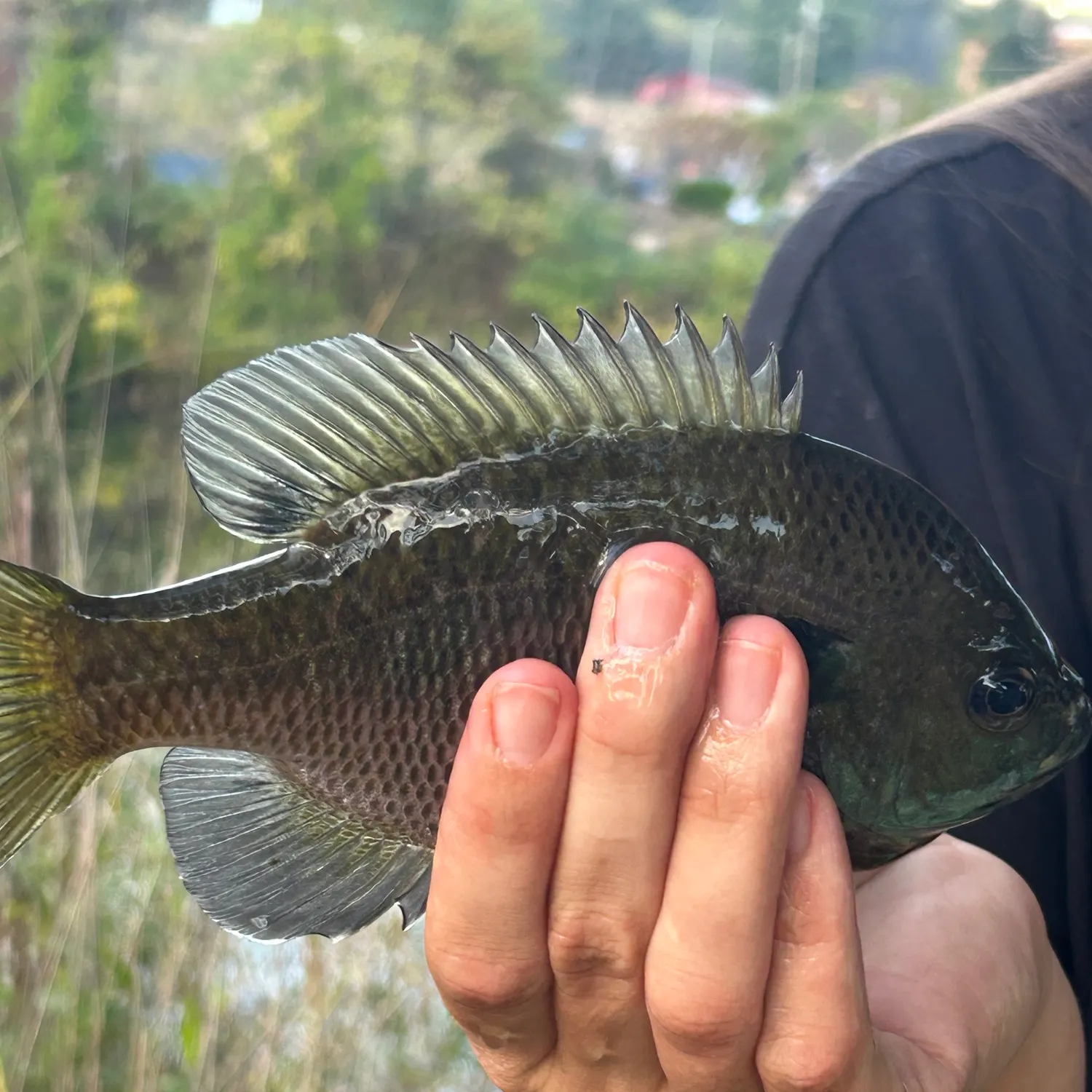 Bluegill caught on Fishbrain