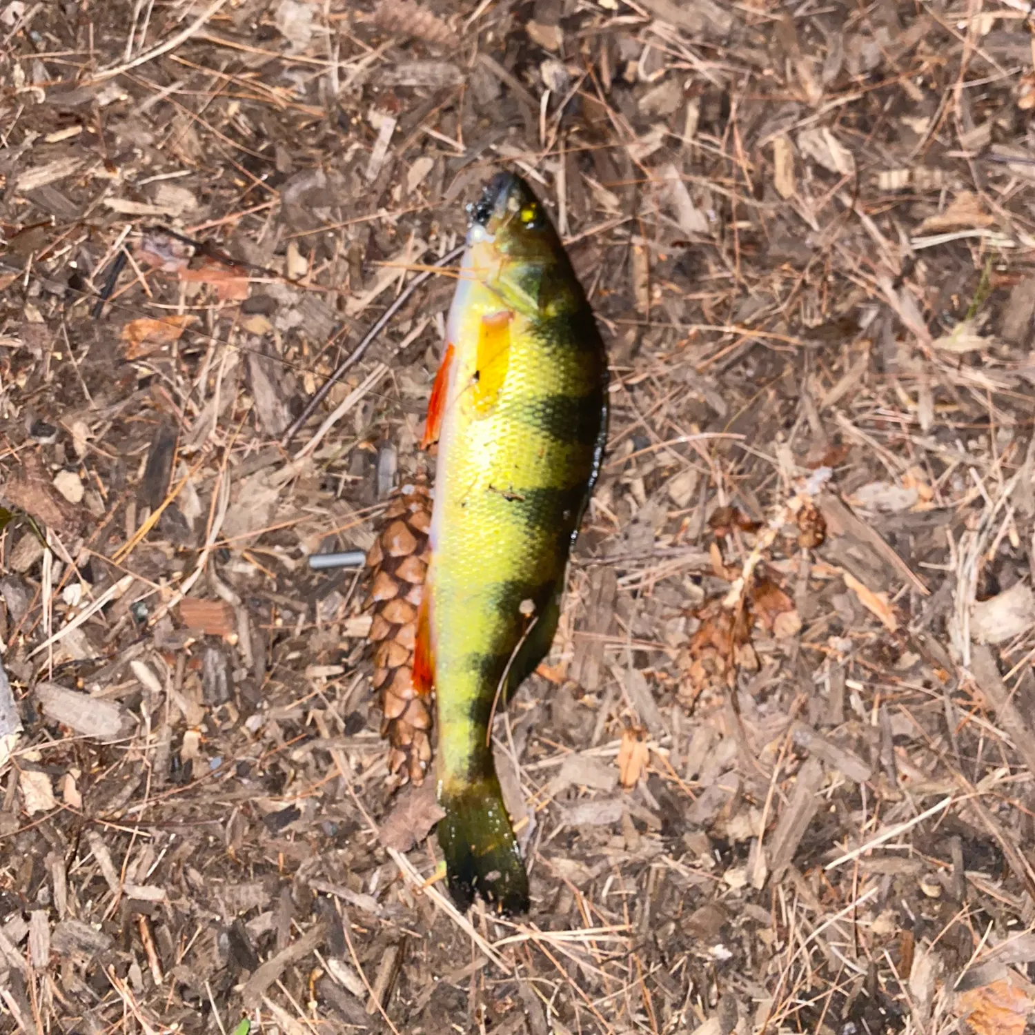 Yellow perch caught on Fishbrain
