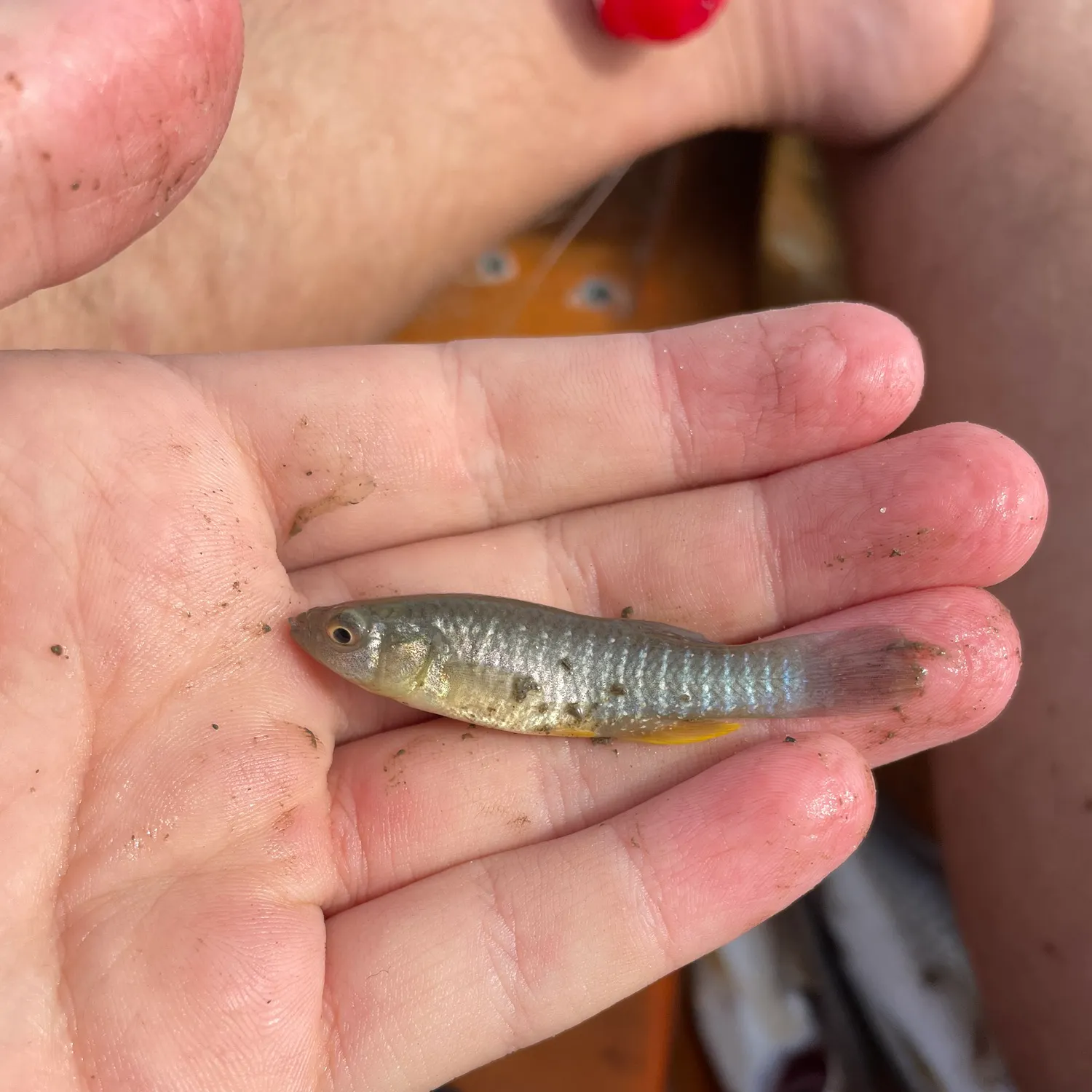 The most recent Mummichog catches on Fishbrain