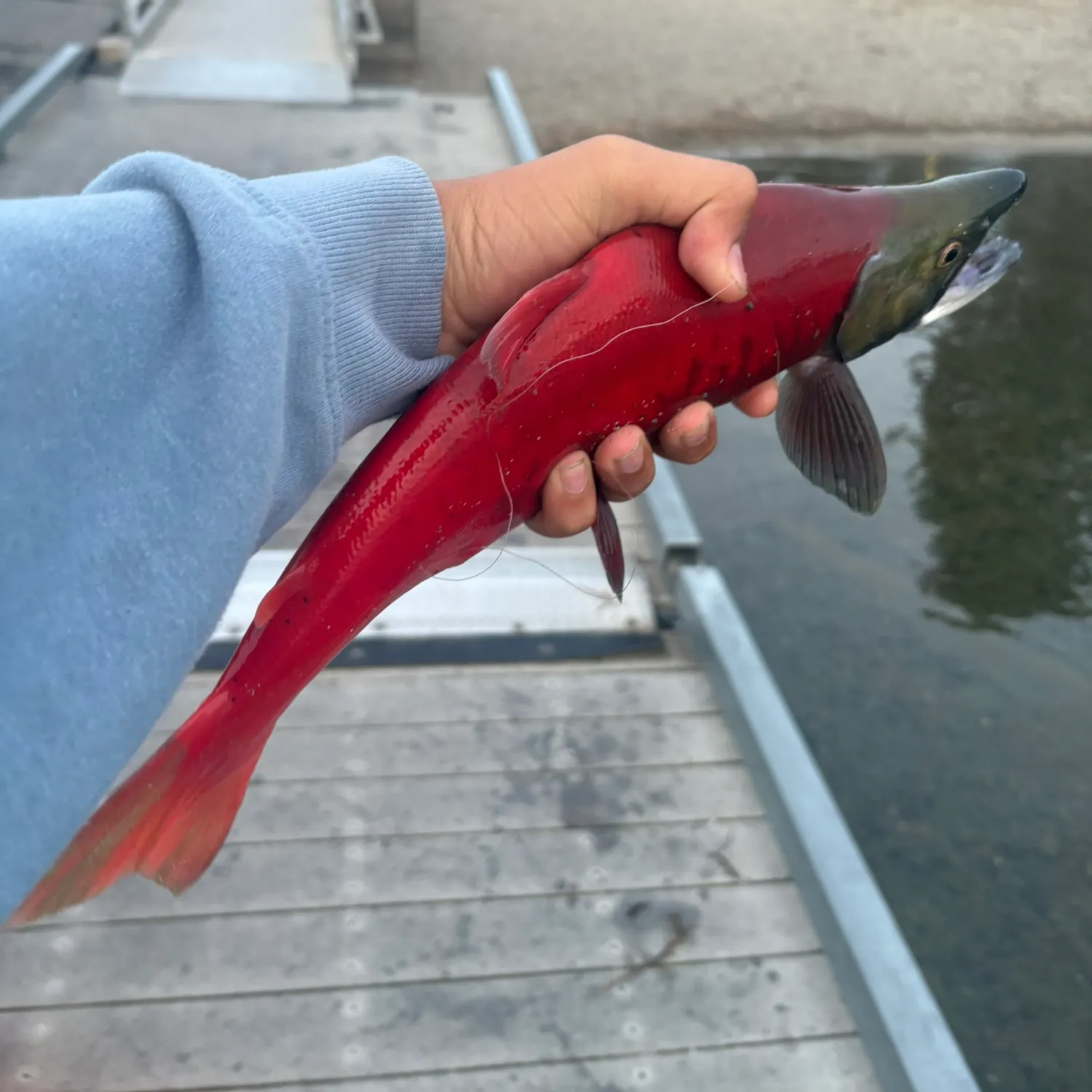 Kokanee salmon caught on Fishbrain